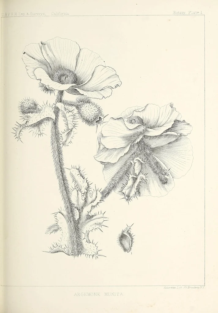 An illustration from Reports of explorations and surveys, to ascertain the most practicable and economical route for a railroad from the Mississippi River to the Pacific Ocean, 1855, leaf 679