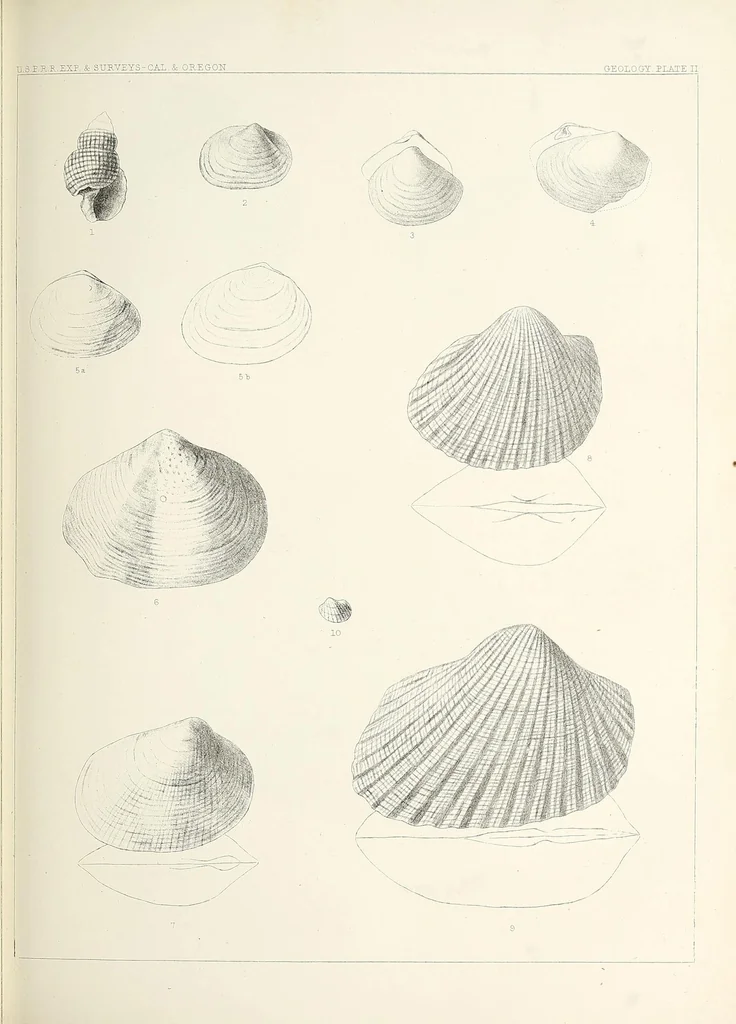 An illustration from Reports of explorations and surveys, to ascertain the most practicable and economical route for a railroad from the Mississippi River to the Pacific Ocean, 1855, leaf 273