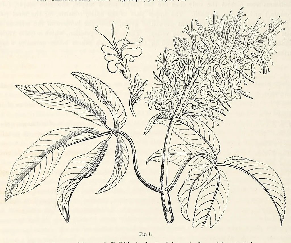 An illustration from Reports of explorations and surveys, to ascertain the most practicable and economical route for a railroad from the Mississippi River to the Pacific Ocean, 1855, leaf 314