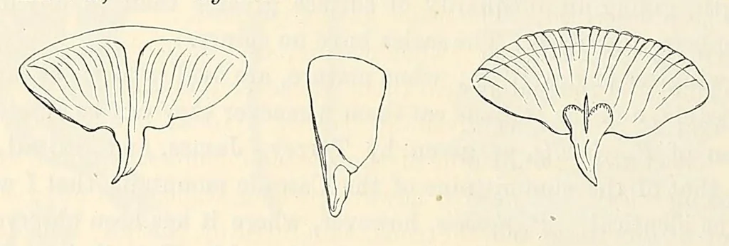 An illustration from Reports of explorations and surveys, to ascertain the most practicable and economical route for a railroad from the Mississippi River to the Pacific Ocean, 1855, leaf 360