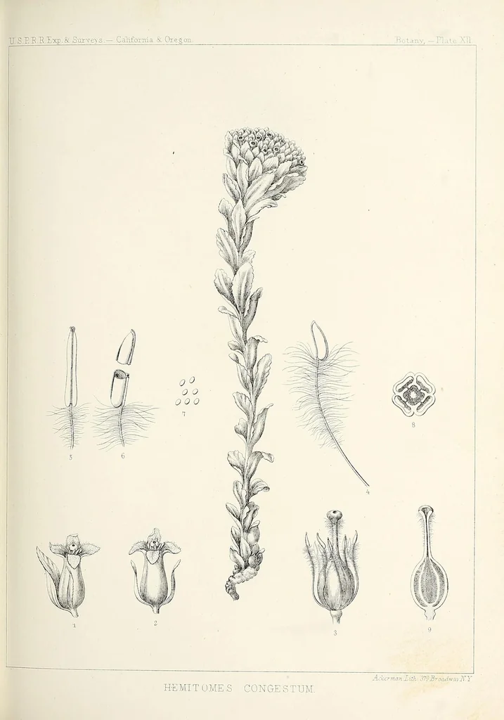 An illustration from Reports of explorations and surveys, to ascertain the most practicable and economical route for a railroad from the Mississippi River to the Pacific Ocean, 1855, leaf 431