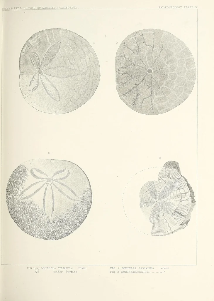 An illustration from Reports of explorations and surveys, to ascertain the most practicable and economical route for a railroad from the Mississippi River to the Pacific Ocean, 1855, leaf 319