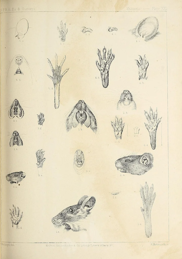 An illustration from Reports of explorations and surveys, to ascertain the most practicable and economical route for a railroad from the Mississippi River to the Pacific Ocean, 1855, leaf 823