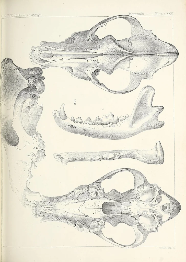 An illustration from Reports of explorations and surveys, to ascertain the most practicable and economical route for a railroad from the Mississippi River to the Pacific Ocean, 1855, leaf 841