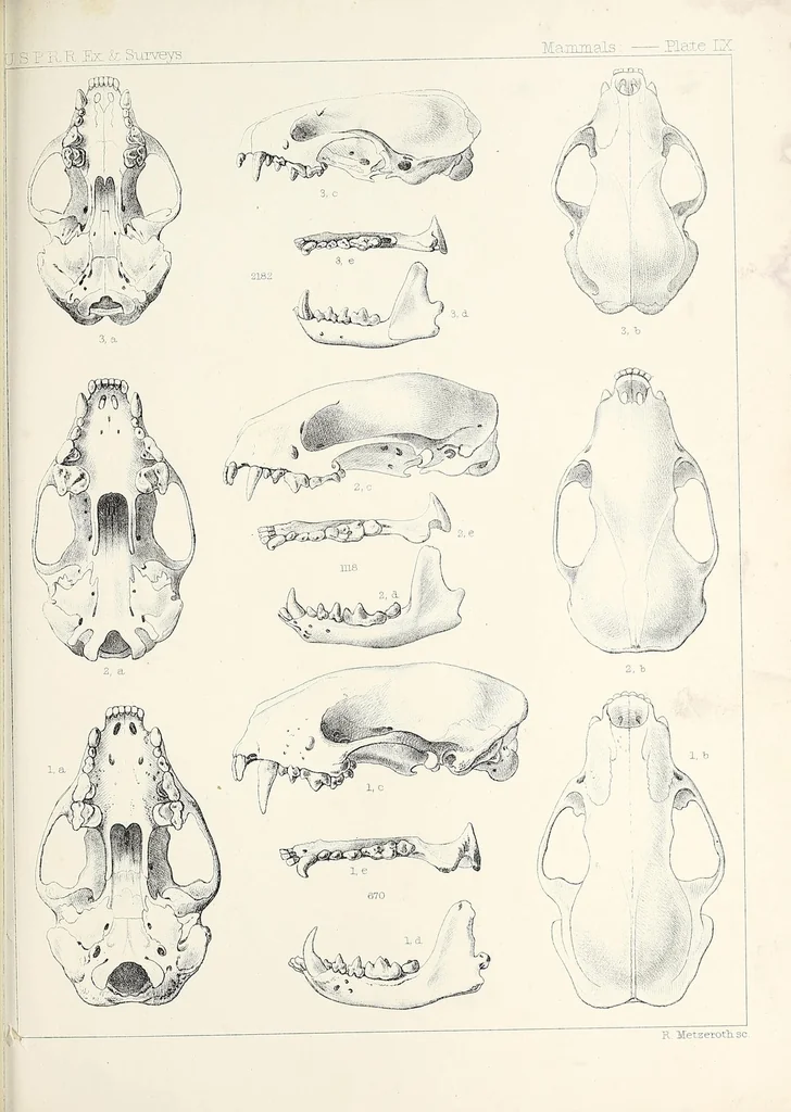 An illustration from Reports of explorations and surveys, to ascertain the most practicable and economical route for a railroad from the Mississippi River to the Pacific Ocean, 1855, leaf 899