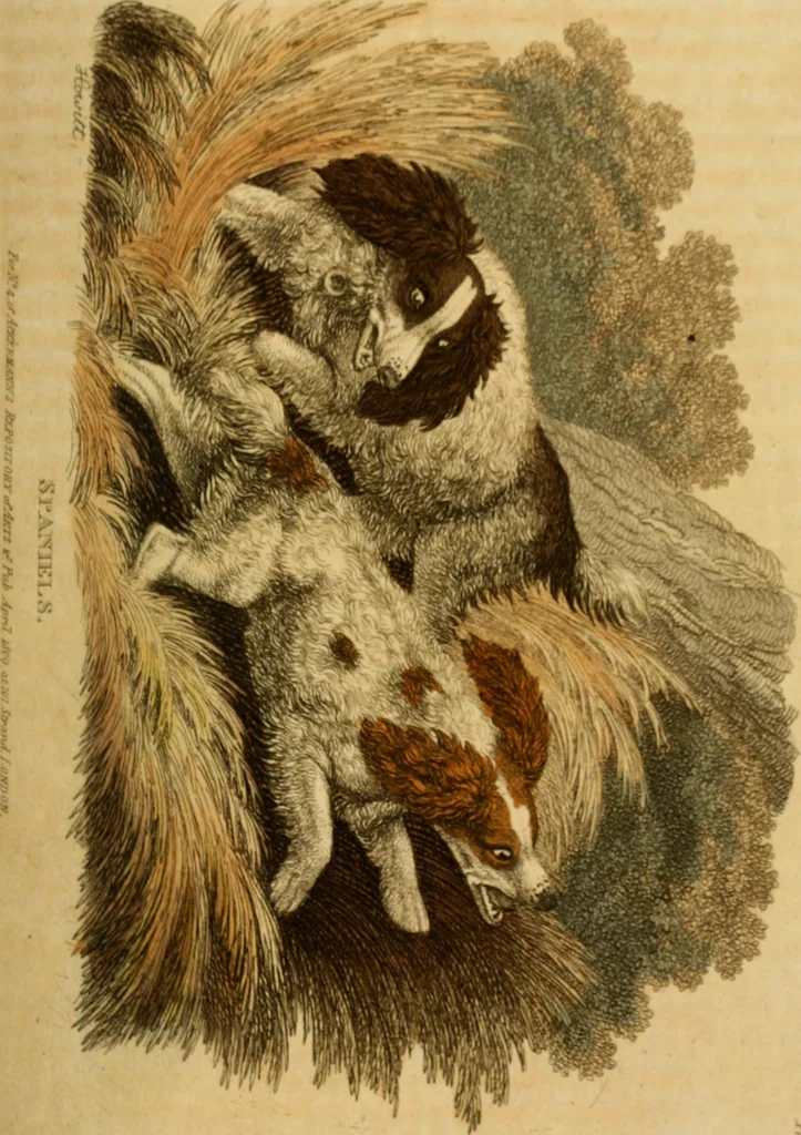 An illustration from The Repository of arts, literature, commerce, manufactures, fashions and politics, 1809, leaf 296