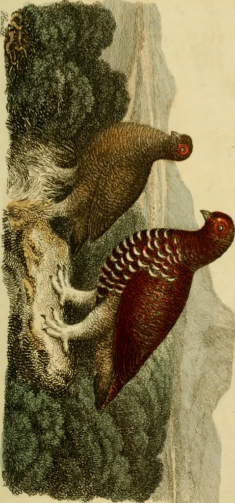 An illustration from The Repository of arts, literature, commerce, manufactures, fashions and politics, 1809, leaf 468