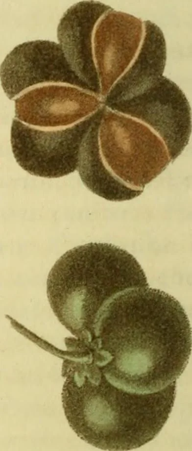 An illustration from The Repository of arts, literature, commerce, manufactures, fashions and politics, 1809, leaf 137