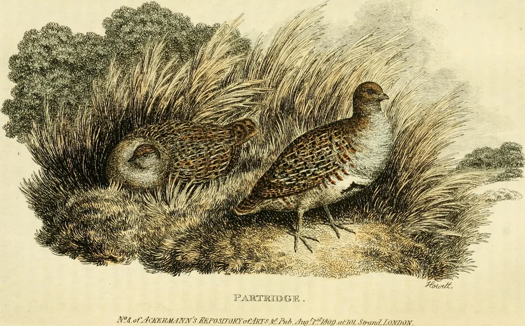 An illustration from The Repository of arts, literature, commerce, manufactures, fashions and politics, 1809, leaf 132