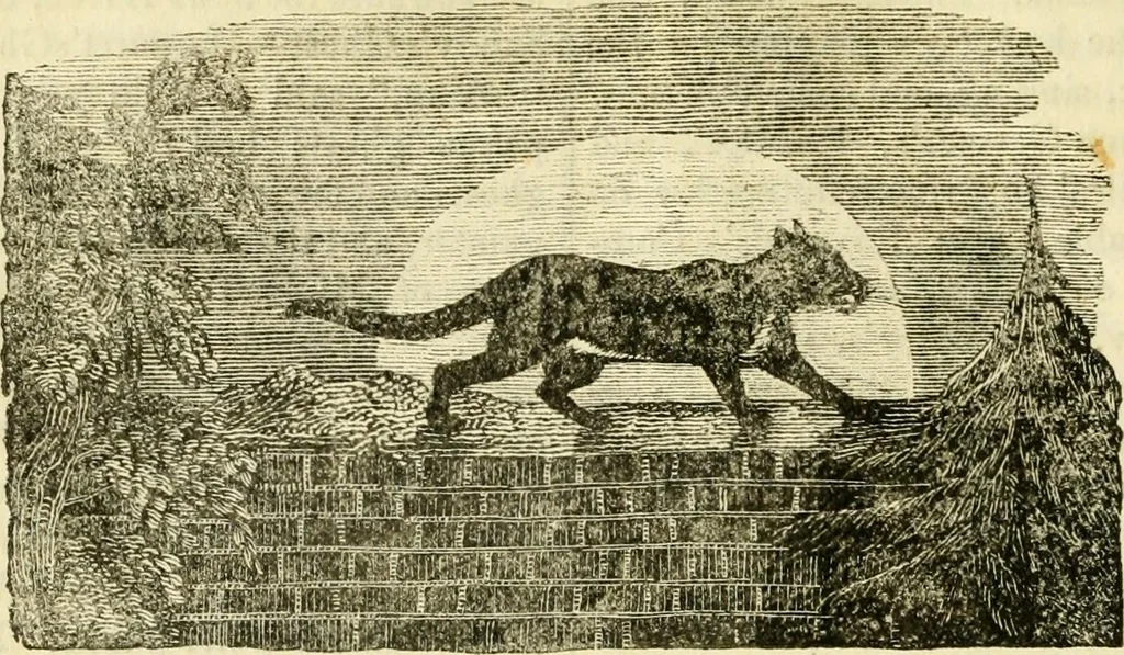 An illustration from The Repository of arts, literature, commerce, manufactures, fashions and politics, 1809, leaf 185
