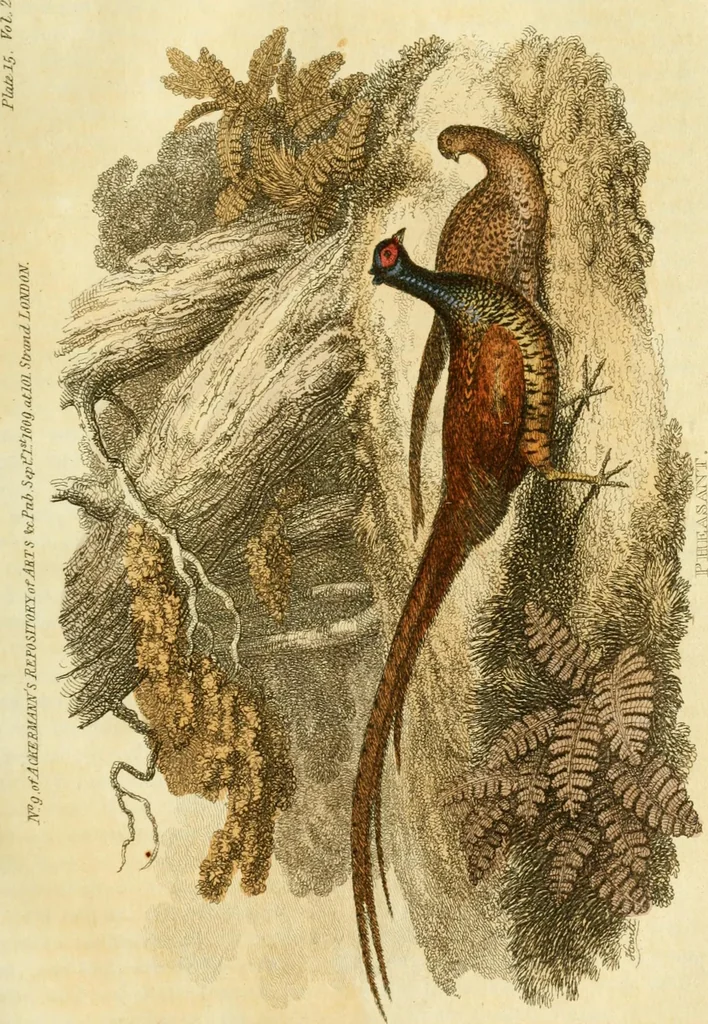 An illustration from The Repository of arts, literature, commerce, manufactures, fashions and politics, 1809, leaf 222