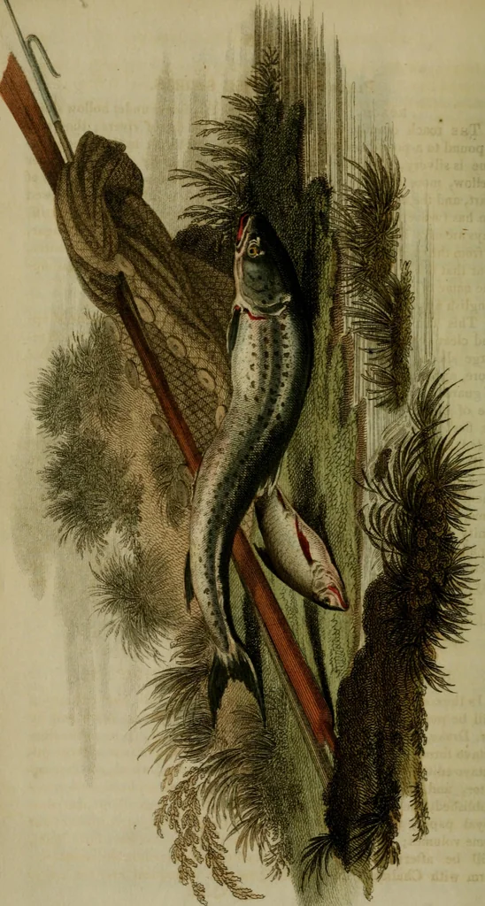 An illustration from The Repository of arts, literature, commerce, manufactures, fashions and politics, 1809, leaf 365