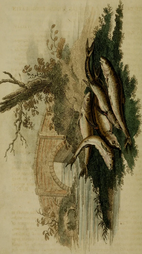 An illustration from The Repository of arts, literature, commerce, manufactures, fashions and politics, 1809, leaf 447