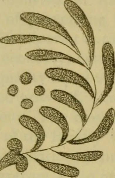 An illustration from The Repository of arts, literature, commerce, manufactures, fashions and politics, 1809, leaf 240
