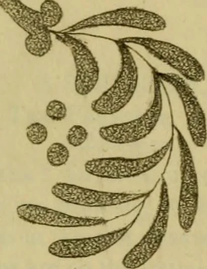 An illustration from The Repository of arts, literature, commerce, manufactures, fashions and politics, 1809, leaf 240