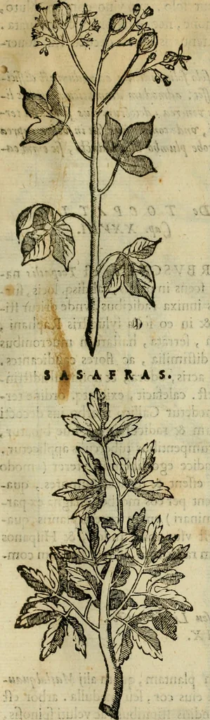 An illustration from Rerum medicarum Novae Hispaniae thesaurus, seu, Plantarum animalium mineralium Mexicanorum historia, 1651, leaf 100