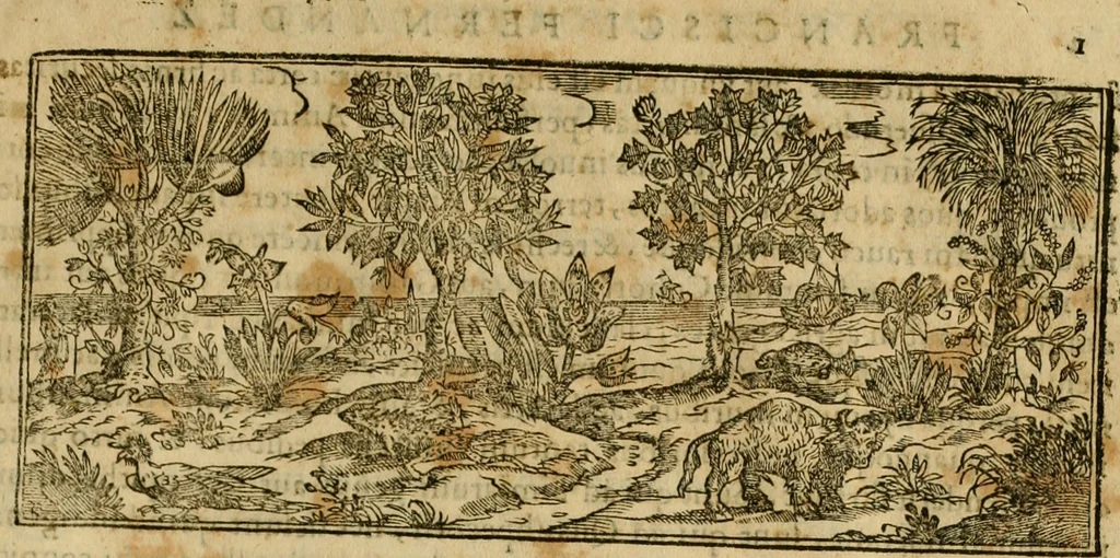 An illustration from Rerum medicarum Novae Hispaniae thesaurus, seu, Plantarum animalium mineralium Mexicanorum historia, 1651, leaf 1000