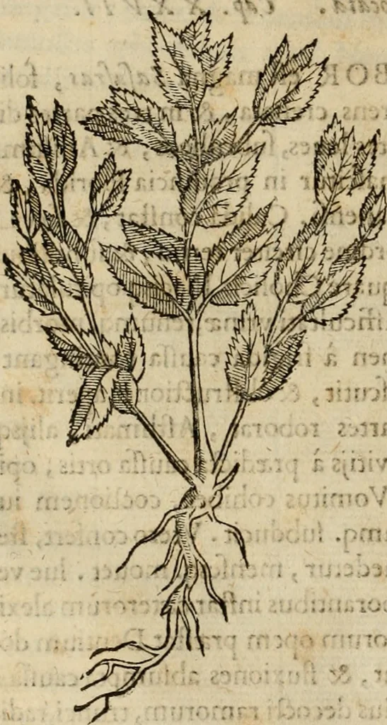 An illustration from Rerum medicarum Novae Hispaniae thesaurus, seu, Plantarum animalium mineralium Mexicanorum historia, 1651, leaf 101