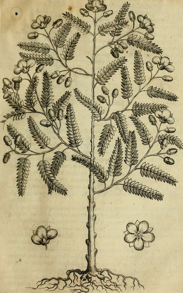 An illustration from Rerum medicarum Novae Hispaniae thesaurus, seu, Plantarum animalium mineralium Mexicanorum historia, 1651, leaf 102