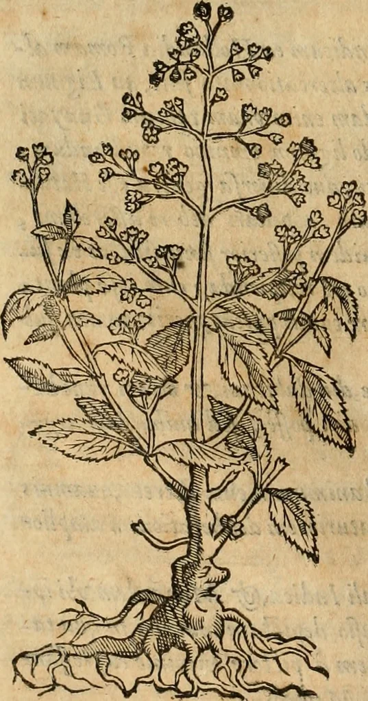 An illustration from Rerum medicarum Novae Hispaniae thesaurus, seu, Plantarum animalium mineralium Mexicanorum historia, 1651, leaf 107