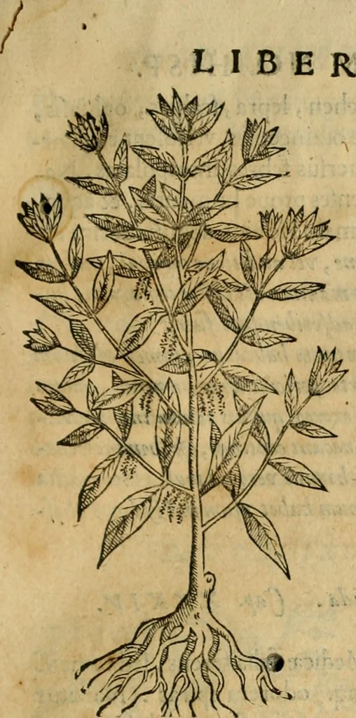 An illustration from Rerum medicarum Novae Hispaniae thesaurus, seu, Plantarum animalium mineralium Mexicanorum historia, 1651, leaf 108