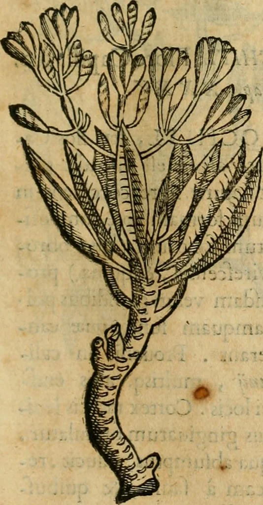 An illustration from Rerum medicarum Novae Hispaniae thesaurus, seu, Plantarum animalium mineralium Mexicanorum historia, 1651, leaf 108