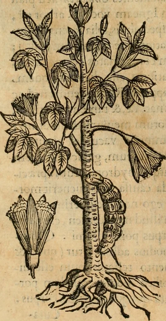 An illustration from Rerum medicarum Novae Hispaniae thesaurus, seu, Plantarum animalium mineralium Mexicanorum historia, 1651, leaf 109