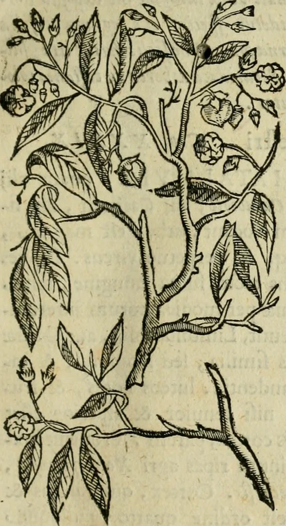 An illustration from Rerum medicarum Novae Hispaniae thesaurus, seu, Plantarum animalium mineralium Mexicanorum historia, 1651, leaf 110