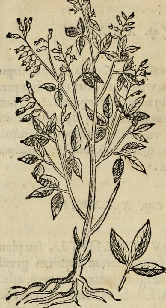An illustration from Rerum medicarum Novae Hispaniae thesaurus, seu, Plantarum animalium mineralium Mexicanorum historia, 1651, leaf 111