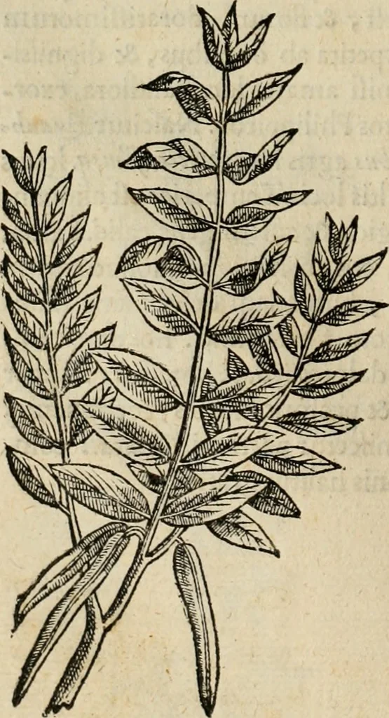 An illustration from Rerum medicarum Novae Hispaniae thesaurus, seu, Plantarum animalium mineralium Mexicanorum historia, 1651, leaf 111