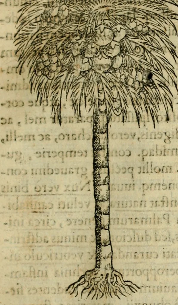 An illustration from Rerum medicarum Novae Hispaniae thesaurus, seu, Plantarum animalium mineralium Mexicanorum historia, 1651, leaf 112