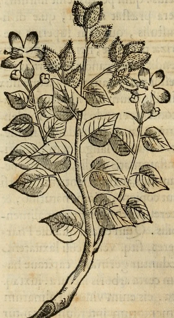 An illustration from Rerum medicarum Novae Hispaniae thesaurus, seu, Plantarum animalium mineralium Mexicanorum historia, 1651, leaf 115