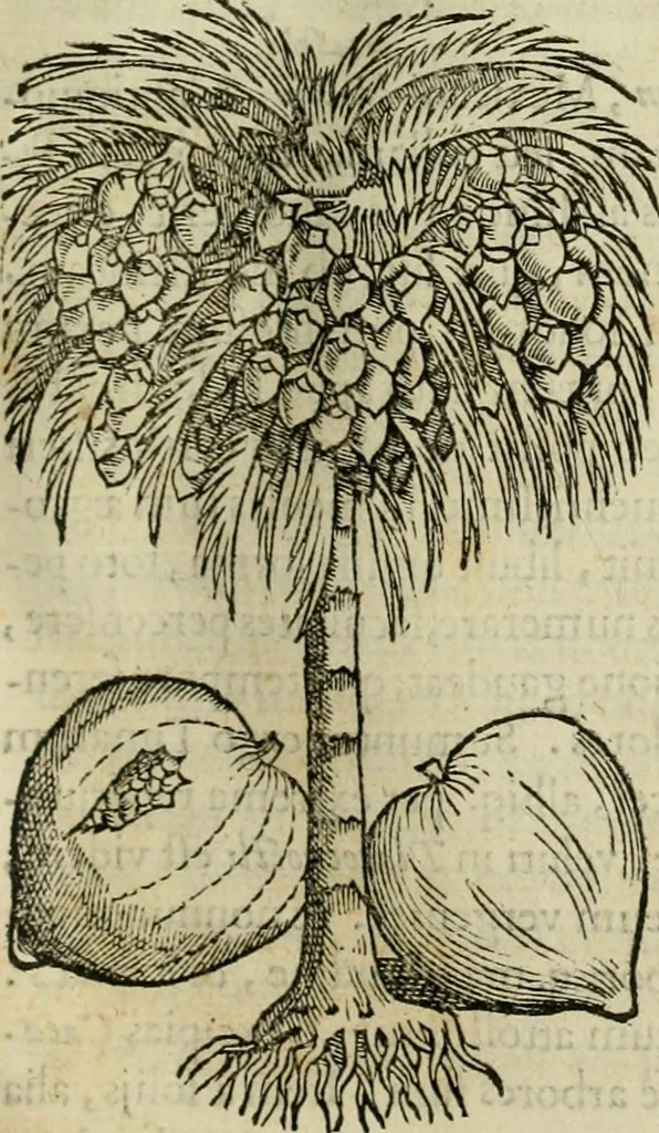 An illustration from Rerum medicarum Novae Hispaniae thesaurus, seu, Plantarum animalium mineralium Mexicanorum historia, 1651, leaf 116