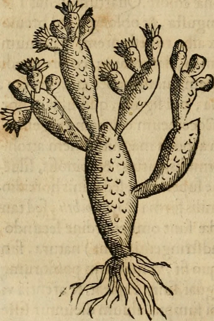 An illustration from Rerum medicarum Novae Hispaniae thesaurus, seu, Plantarum animalium mineralium Mexicanorum historia, 1651, leaf 119