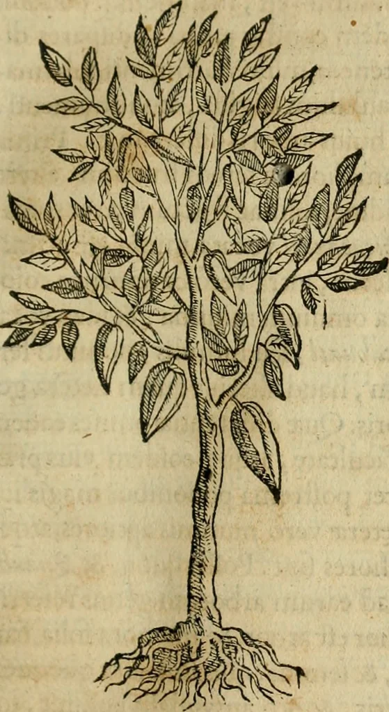 An illustration from Rerum medicarum Novae Hispaniae thesaurus, seu, Plantarum animalium mineralium Mexicanorum historia, 1651, leaf 120