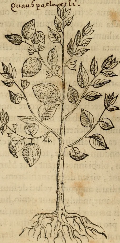An illustration from Rerum medicarum Novae Hispaniae thesaurus, seu, Plantarum animalium mineralium Mexicanorum historia, 1651, leaf 121