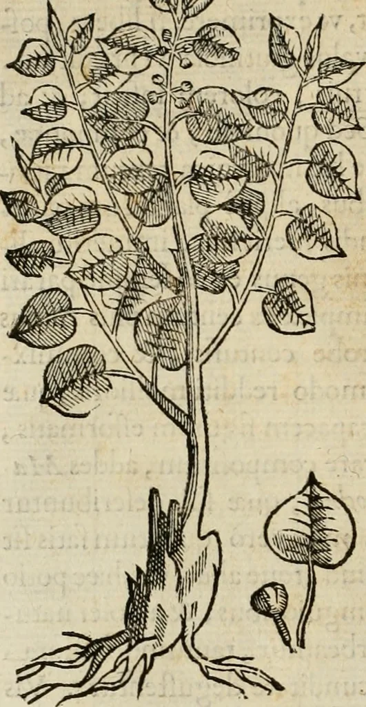 An illustration from Rerum medicarum Novae Hispaniae thesaurus, seu, Plantarum animalium mineralium Mexicanorum historia, 1651, leaf 123