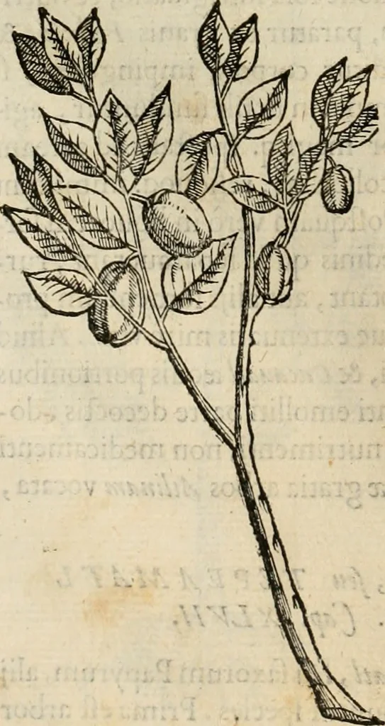 An illustration from Rerum medicarum Novae Hispaniae thesaurus, seu, Plantarum animalium mineralium Mexicanorum historia, 1651, leaf 123