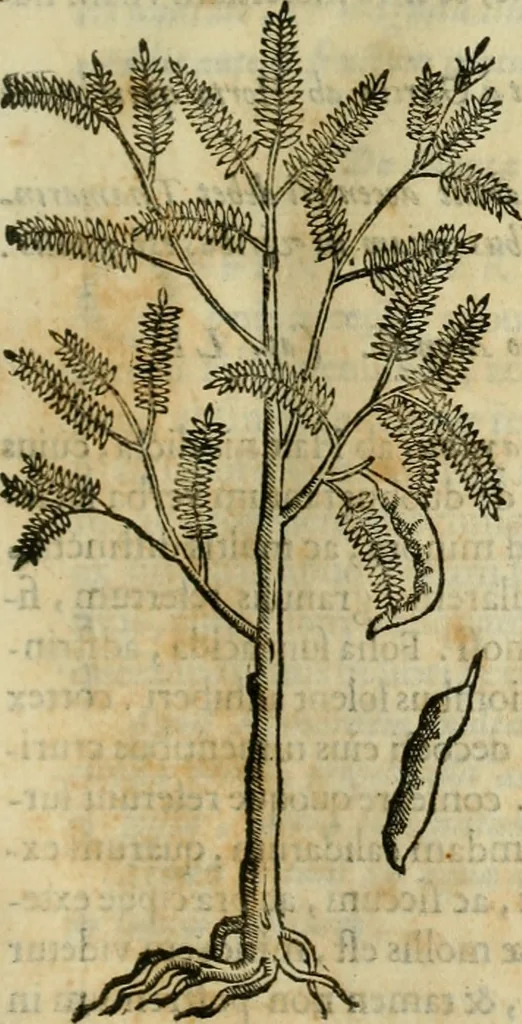An illustration from Rerum medicarum Novae Hispaniae thesaurus, seu, Plantarum animalium mineralium Mexicanorum historia, 1651, leaf 124