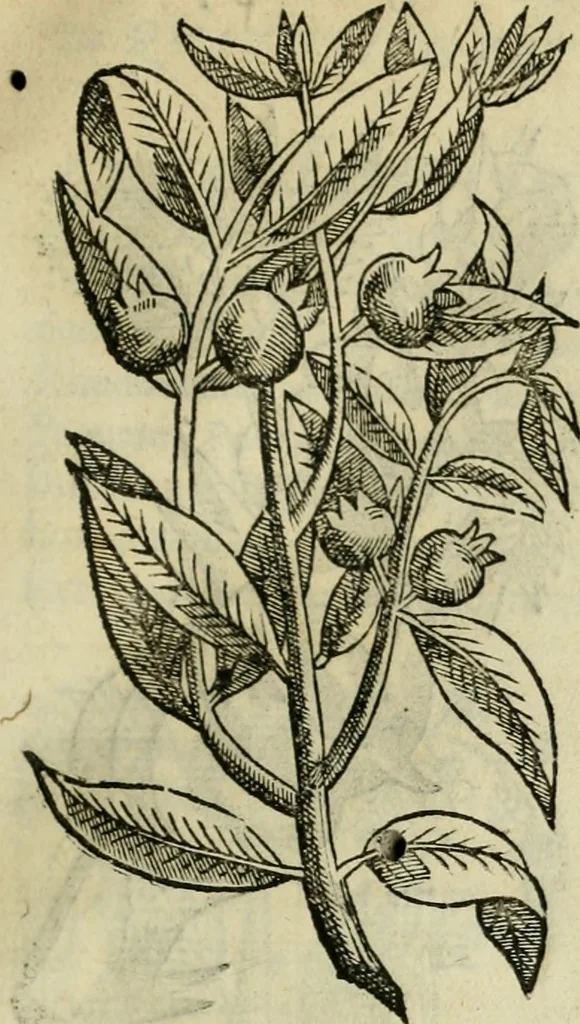 An illustration from Rerum medicarum Novae Hispaniae thesaurus, seu, Plantarum animalium mineralium Mexicanorum historia, 1651, leaf 126