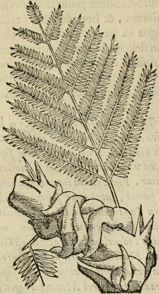 An illustration from Rerum medicarum Novae Hispaniae thesaurus, seu, Plantarum animalium mineralium Mexicanorum historia, 1651, leaf 127