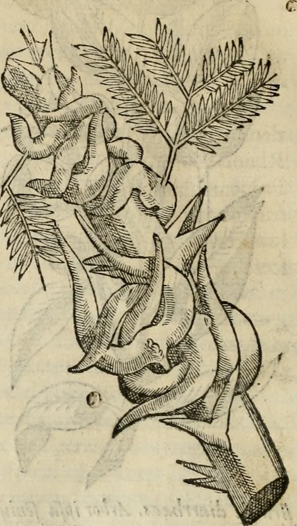 An illustration from Rerum medicarum Novae Hispaniae thesaurus, seu, Plantarum animalium mineralium Mexicanorum historia, 1651, leaf 127