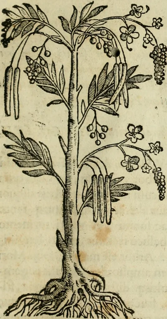 An illustration from Rerum medicarum Novae Hispaniae thesaurus, seu, Plantarum animalium mineralium Mexicanorum historia, 1651, leaf 128