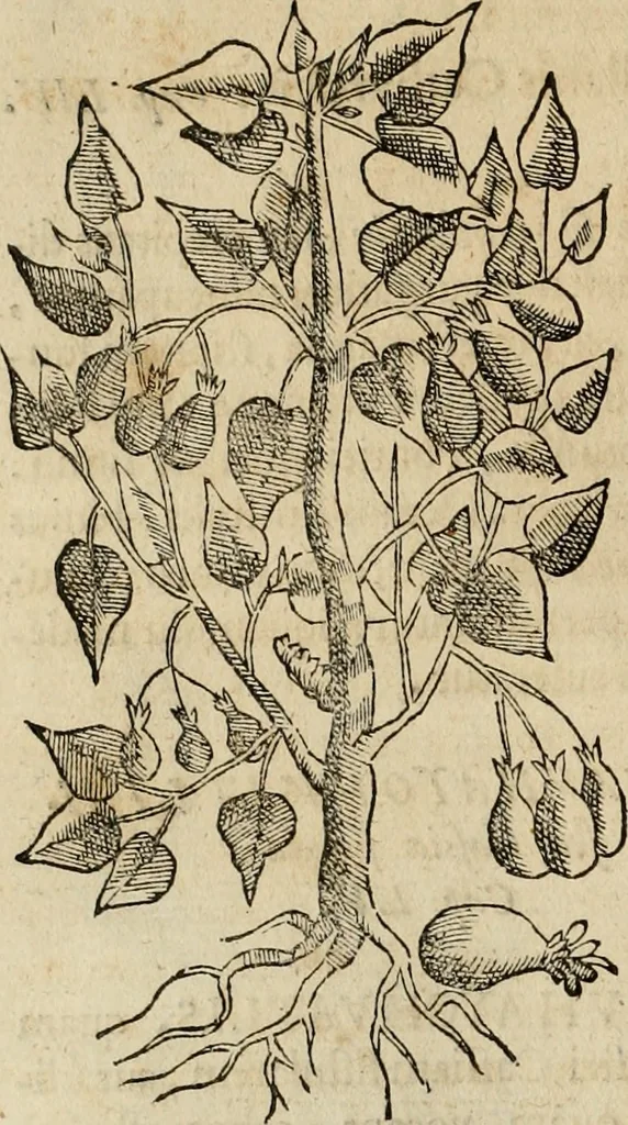 An illustration from Rerum medicarum Novae Hispaniae thesaurus, seu, Plantarum animalium mineralium Mexicanorum historia, 1651, leaf 129