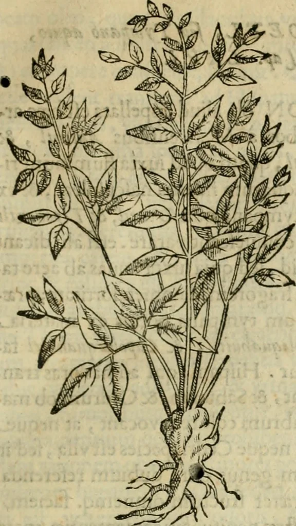 An illustration from Rerum medicarum Novae Hispaniae thesaurus, seu, Plantarum animalium mineralium Mexicanorum historia, 1651, leaf 132