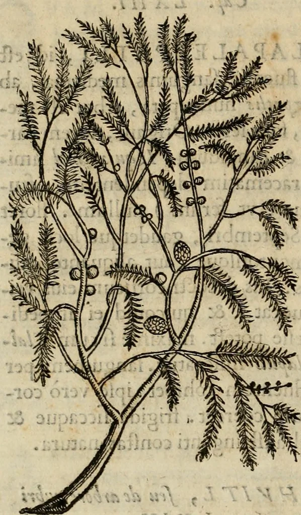 An illustration from Rerum medicarum Novae Hispaniae thesaurus, seu, Plantarum animalium mineralium Mexicanorum historia, 1651, leaf 133