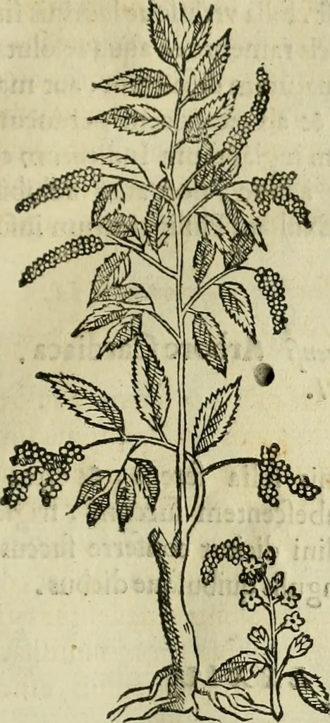 An illustration from Rerum medicarum Novae Hispaniae thesaurus, seu, Plantarum animalium mineralium Mexicanorum historia, 1651, leaf 136