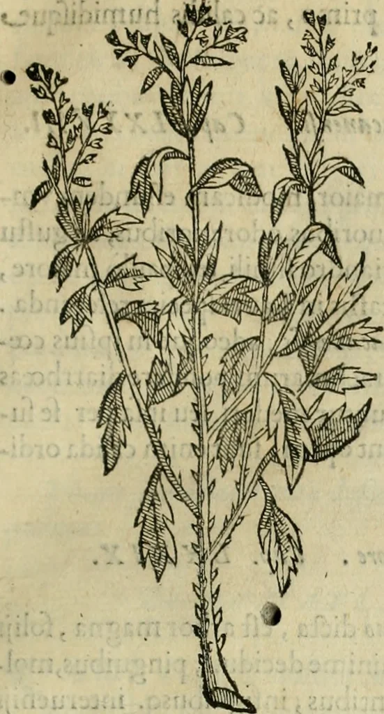An illustration from Rerum medicarum Novae Hispaniae thesaurus, seu, Plantarum animalium mineralium Mexicanorum historia, 1651, leaf 138