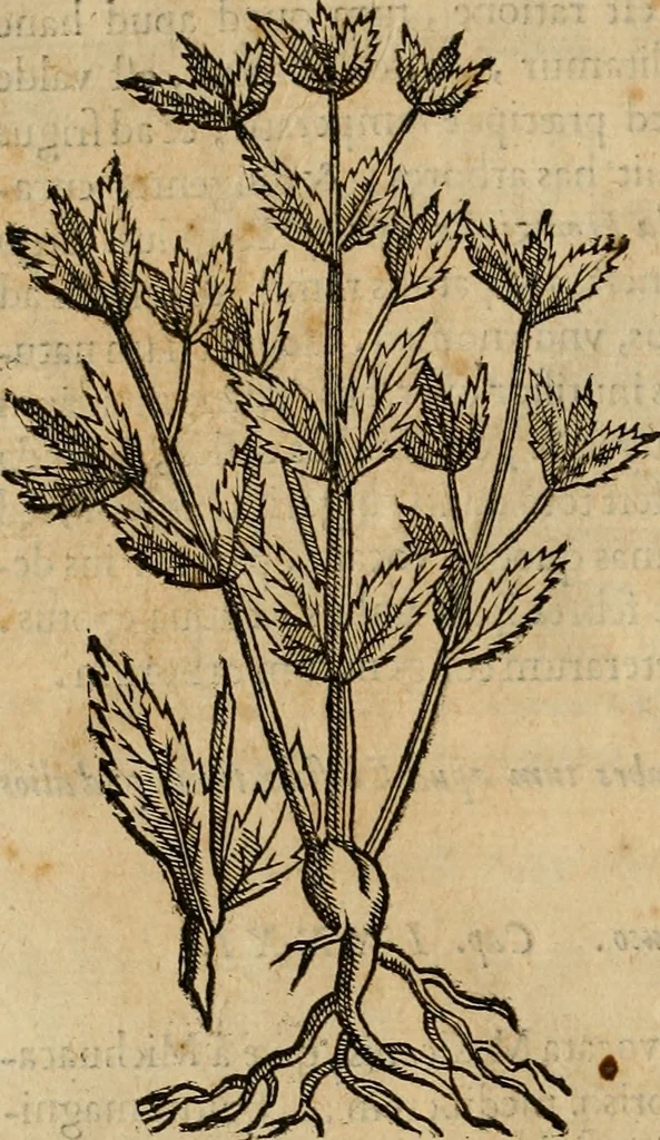 An illustration from Rerum medicarum Novae Hispaniae thesaurus, seu, Plantarum animalium mineralium Mexicanorum historia, 1651, leaf 141