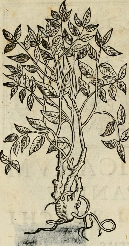 An illustration from Rerum medicarum Novae Hispaniae thesaurus, seu, Plantarum animalium mineralium Mexicanorum historia, 1651, leaf 143